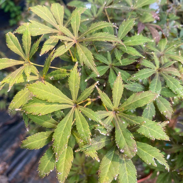 Acer palmatum 'Mon papa' Red Japanese Maple